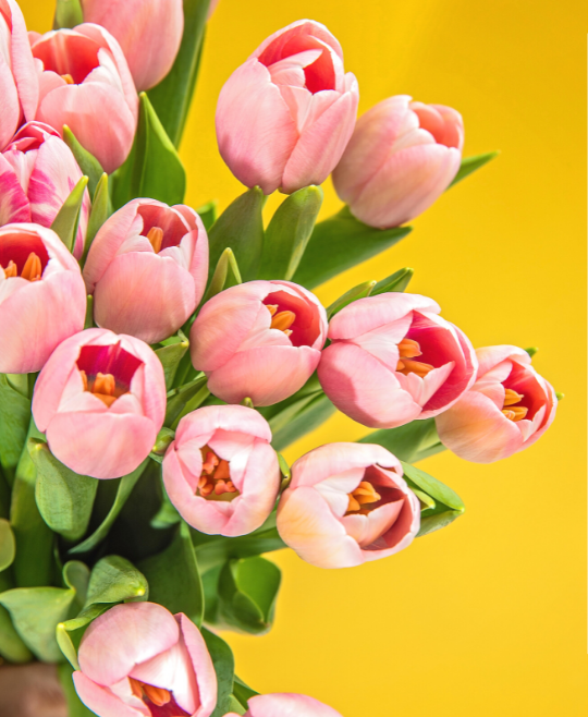 Same-Day Tulip Haul